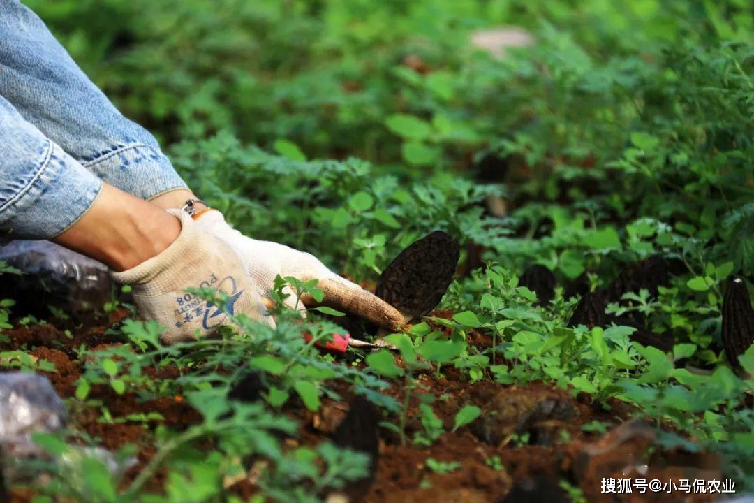 菌子种植致富_致富种植菌子图片_致富种植菌子视频