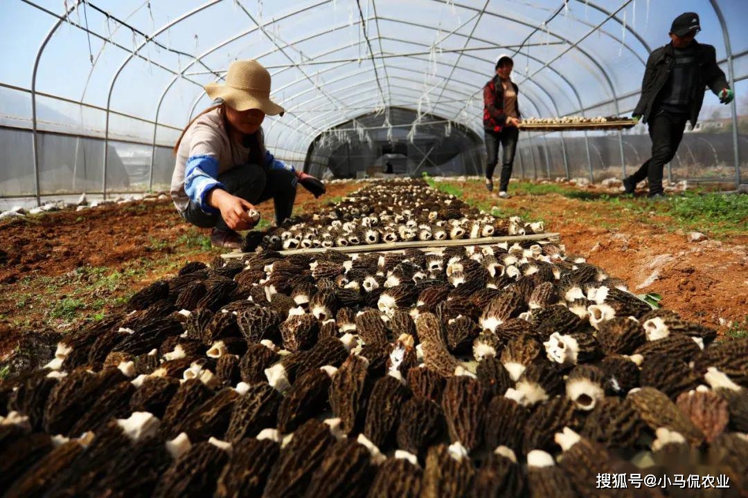 菌子种植致富_致富种植菌子视频_致富种植菌子图片