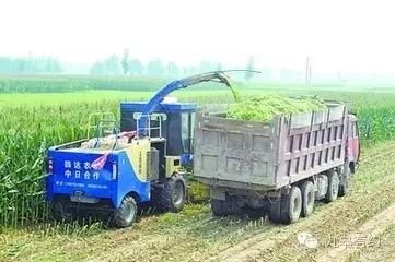 致富面包饲草图片_致富经面包饲草_致富经面包草视频