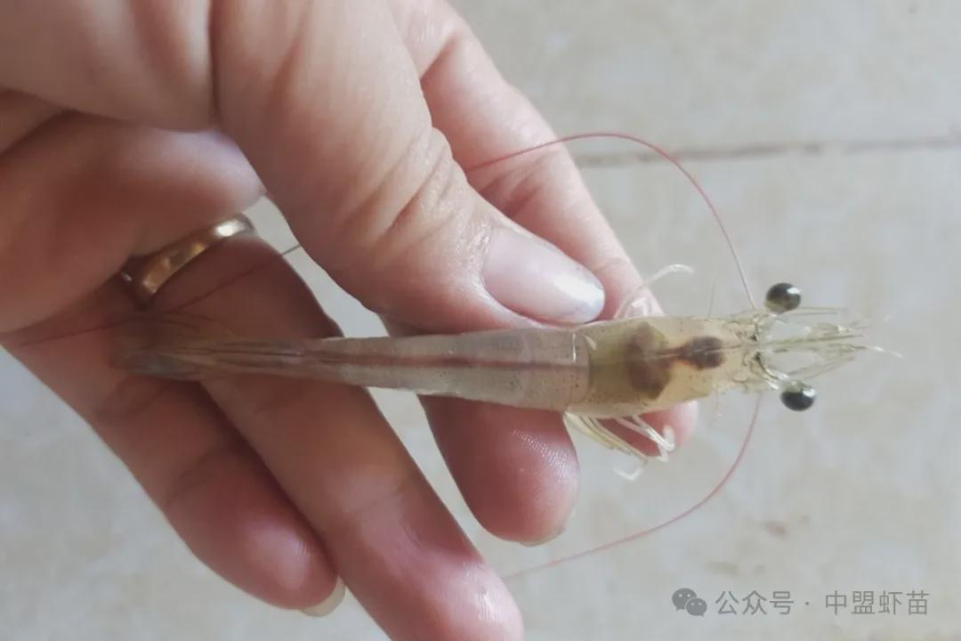 南美对虾养殖前景_致富经老魏南美白对虾养殖_南北对虾养殖
