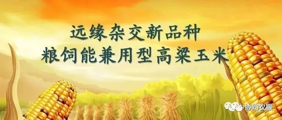 2023不平凡，种超能玉米稳赚钱！
