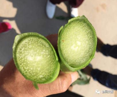 致富经面包草视频_致富面包饲草图片_致富经面包饲草