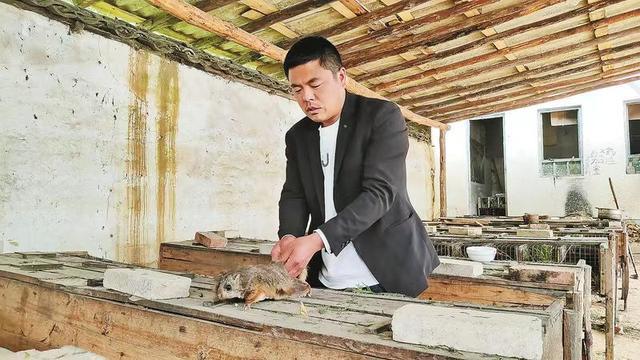 养殖飞鼠致富_致富养殖飞鼠怎么样_致富养殖飞鼠视频