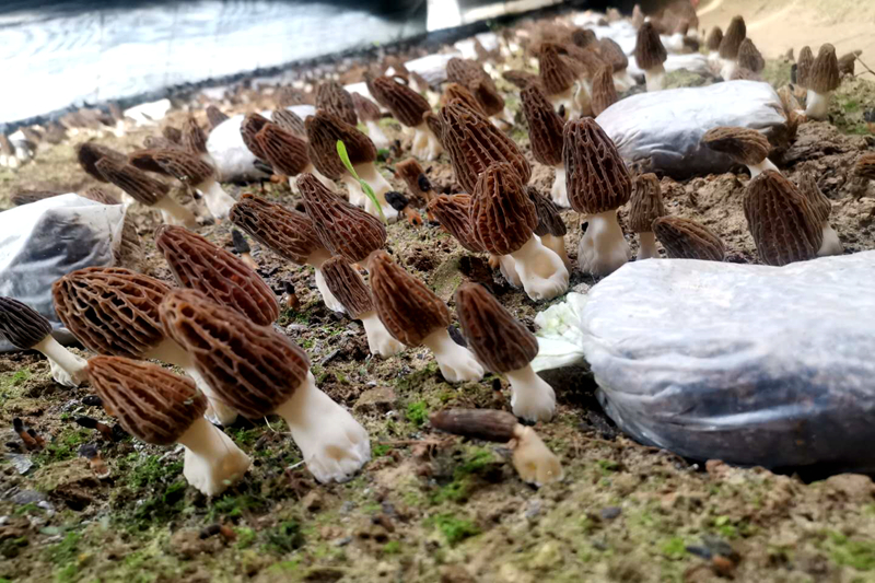 致富种植菌子图片_菌子种植致富_致富种植菌子视频