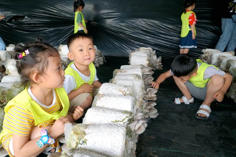 致富种植菌子视频_致富种植菌子图片_菌子种植致富