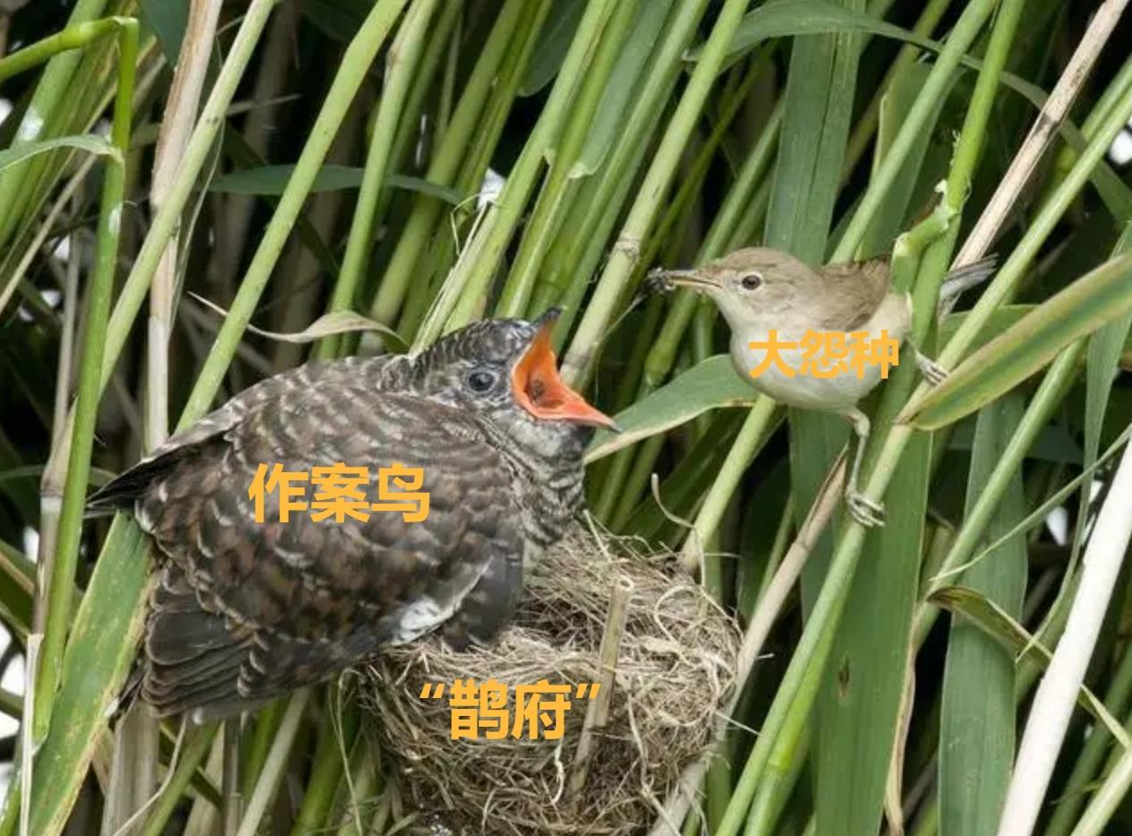 石班鱼养殖_班鸠养殖技术_班叶竹节秋海棠的养殖方法
