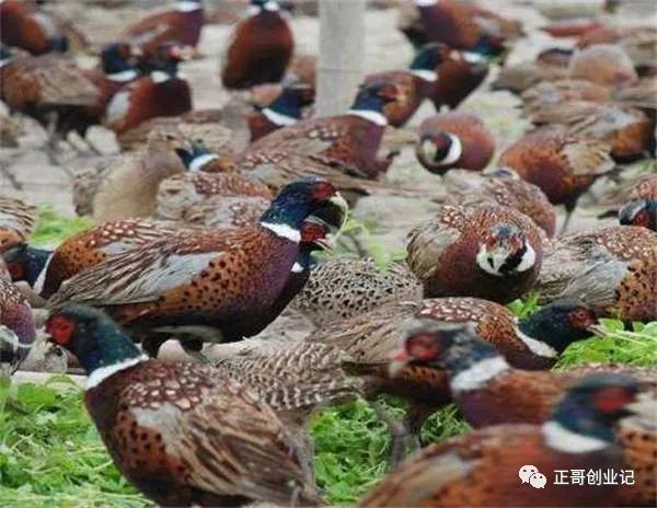 致富养殖绵阳项目有哪些_绵阳养殖致富项目_绵阳养殖业