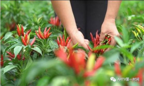 安徽亳州种植致富_安徽亳州适合种植什么药材_安徽亳州种什么庄稼