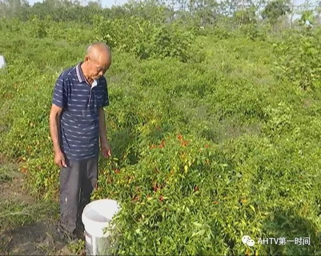 安徽亳州种什么庄稼_安徽亳州适合种植什么药材_安徽亳州种植致富