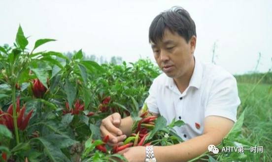 安徽亳州种植致富_安徽亳州种什么庄稼_安徽亳州适合种植什么药材