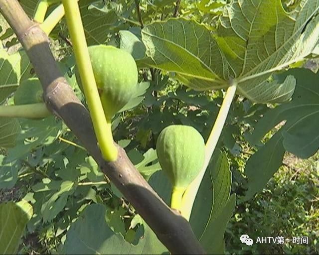 安徽亳州种什么庄稼_安徽亳州适合种植什么药材_安徽亳州种植致富