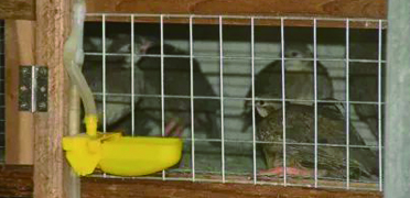 鹧鸪养殖“飞”出致富新路子