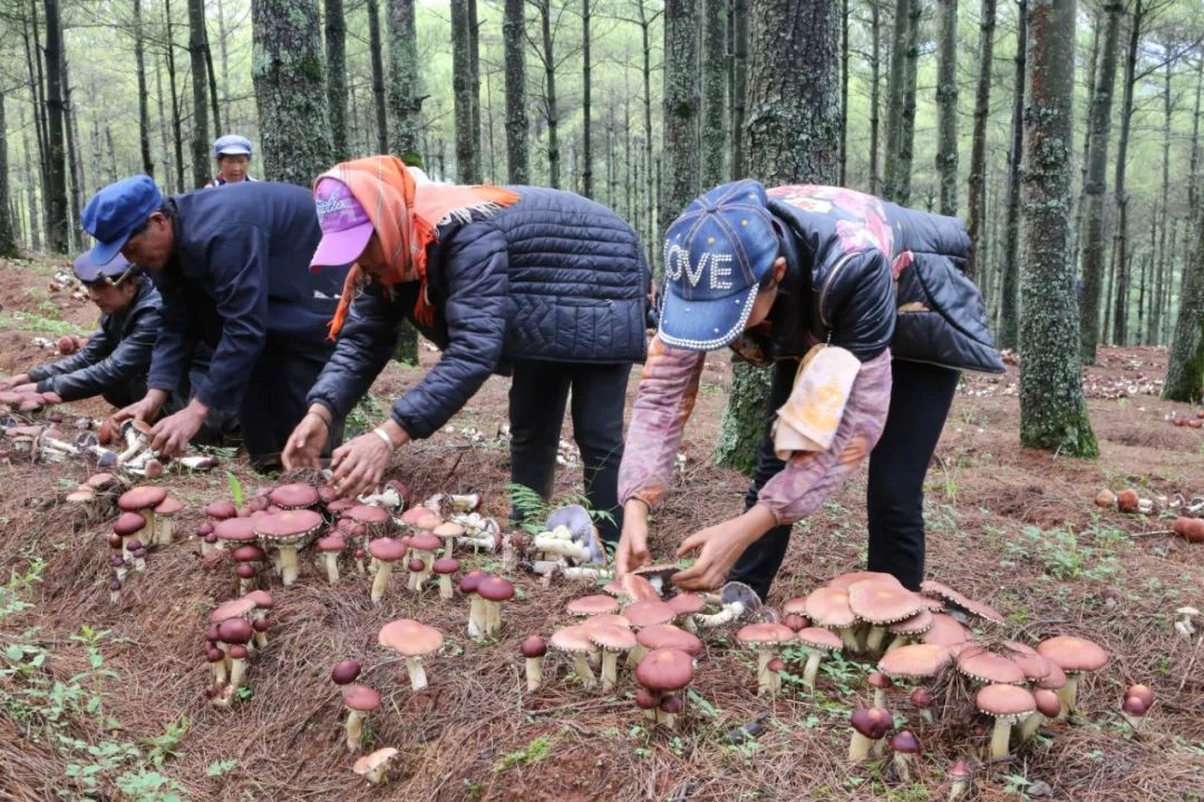 致富经林下种植_种植致富农村项目大全_种植致富经