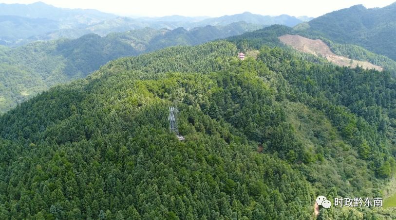 致富经林下种植_种植致富经_致富经种树的创业项目