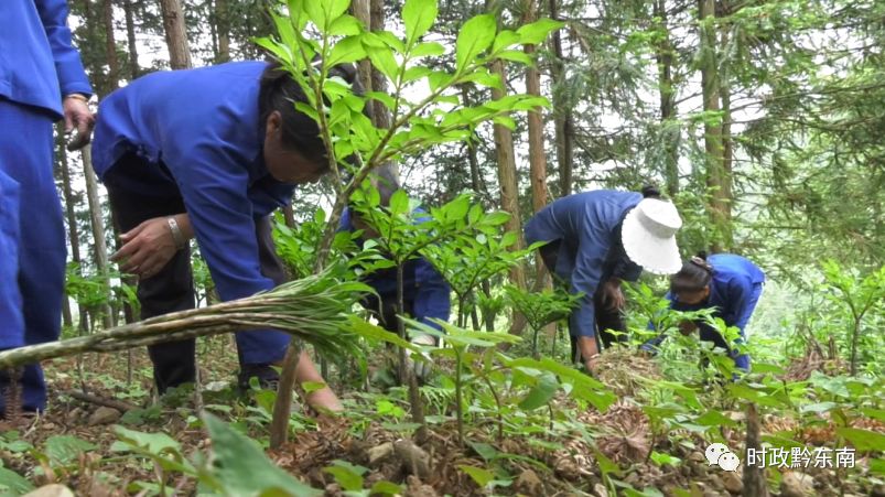 致富经林下种植_种植致富经_致富经种树的创业项目