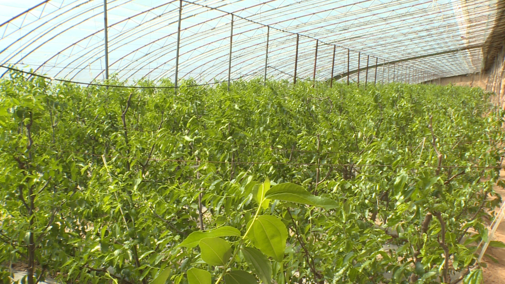 冬枣种植致富之路下载_致富之路纪录片_cctv2致富之路