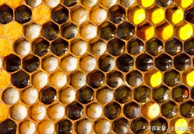 蜂农养蜂视频_蛋群中蜂养法_蛋蛋蜂养殖技术