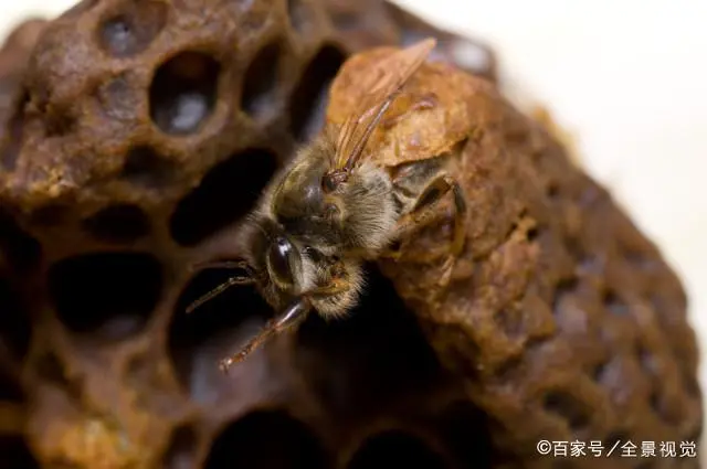 蜂农养蜂视频_蛋蛋蜂养殖技术_蛋群中蜂养法