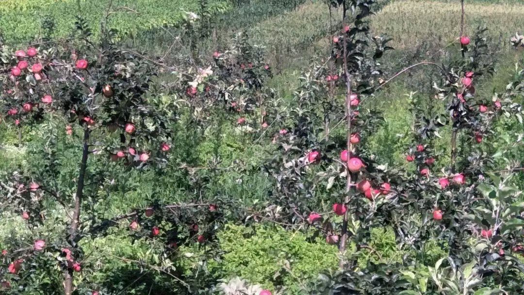 苹果种植致富技术_致富种植苹果技术视频_致富种植苹果技术要求