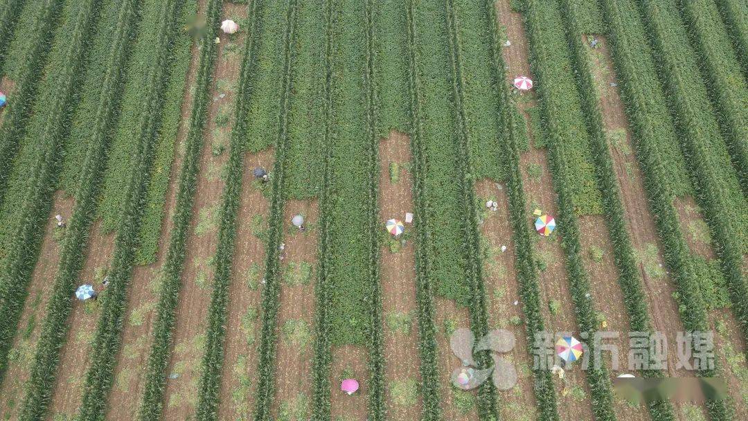 复合种植，一亩地增收1000元