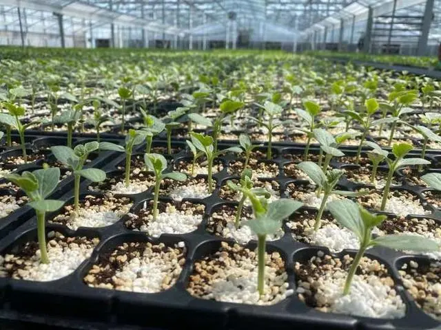 阳台种花腻了吗？今天教你种西瓜，到7月能收获店里一样大小和口感的瓜