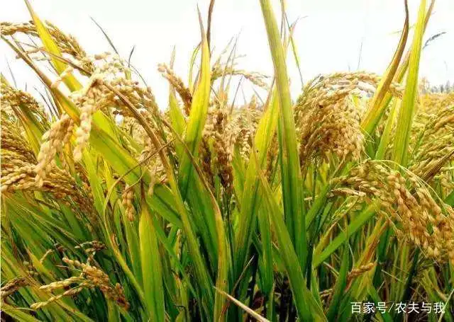西瓜种植农村技术方案_西瓜种植技术技_农村西瓜种植技术