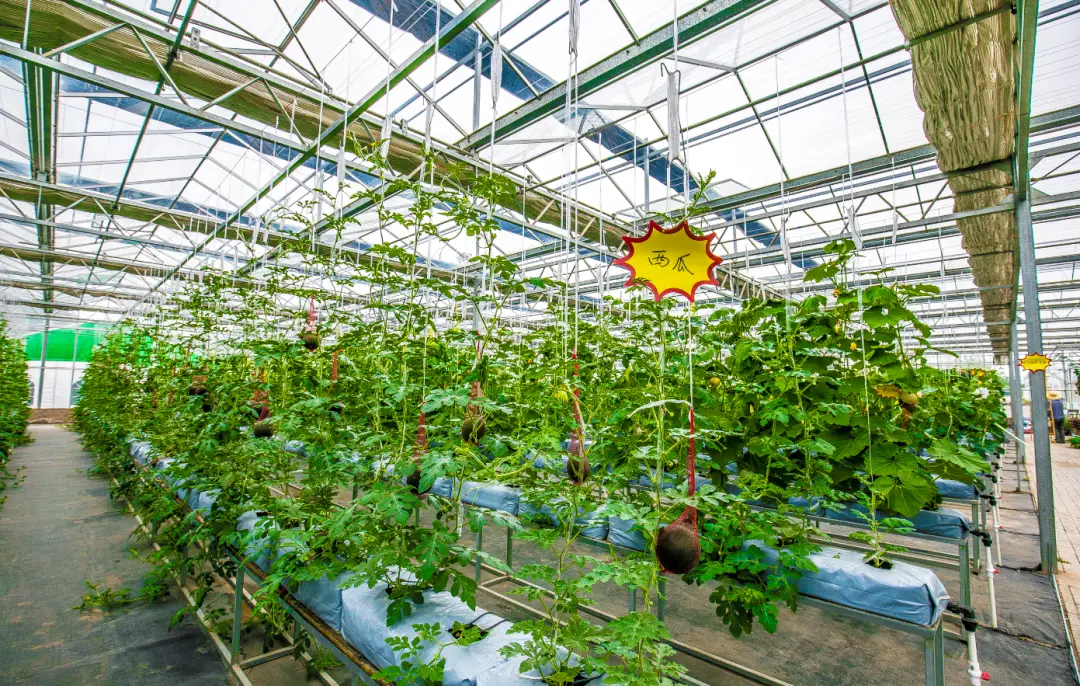 西瓜种植技术技_西瓜种植农村技术方案_农村西瓜种植技术