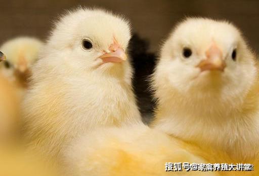 蛋鸡的小鸡养殖技术与管理_小鸡养殖的技术和注意事项_小鸡养殖技术和饲养管理