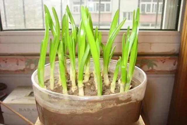 阳台种植致富项目_阳台养殖什么可以致富_种植致富20个好项目