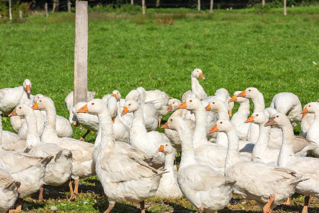 放养肉鹅养殖技术_养肉鹅的技术和方法_肉鹅养殖视频