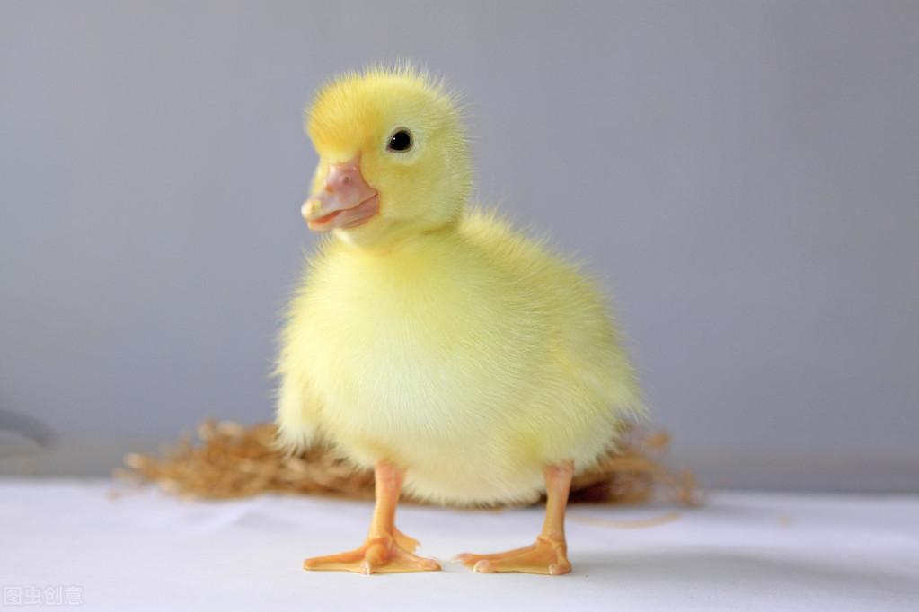 养肉鹅的技术和方法_放养肉鹅养殖技术_肉鹅养殖视频