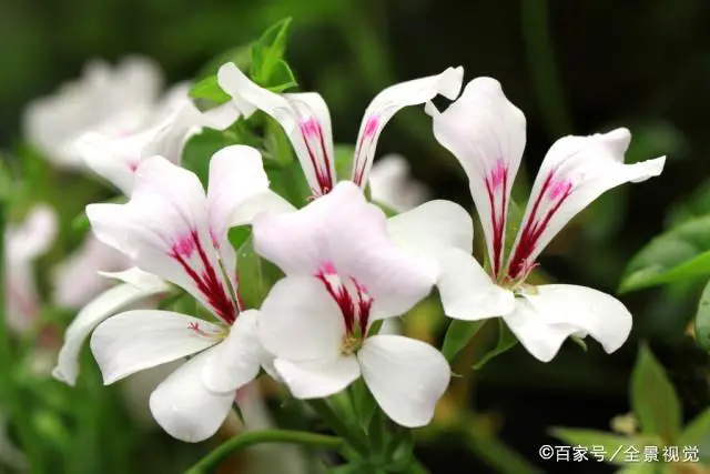 致富阳台种植项目有哪些_阳台种植致富项目_白领种植蘑菇致富