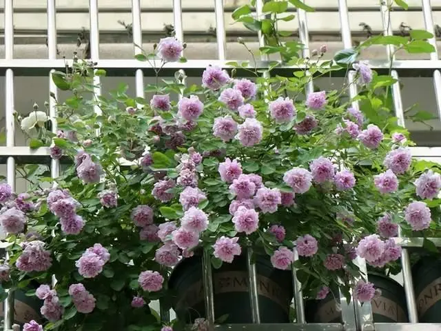 白领种植蘑菇致富_致富阳台种植项目有哪些_阳台种植致富项目