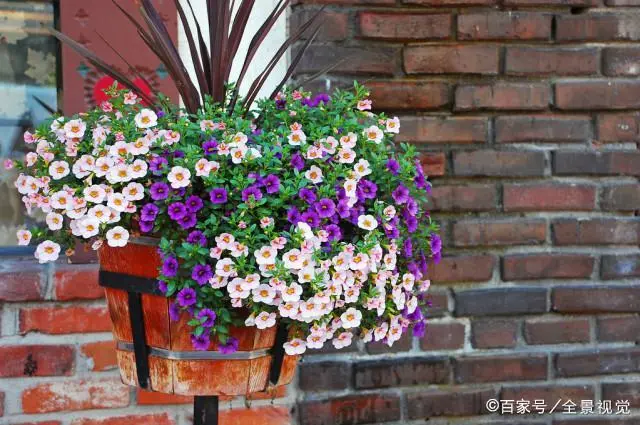 致富阳台种植项目有哪些_白领种植蘑菇致富_阳台种植致富项目