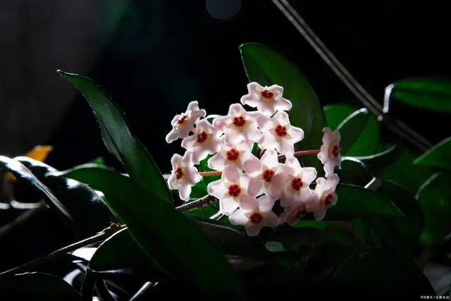 白领种植蘑菇致富_致富阳台种植项目有哪些_阳台种植致富项目