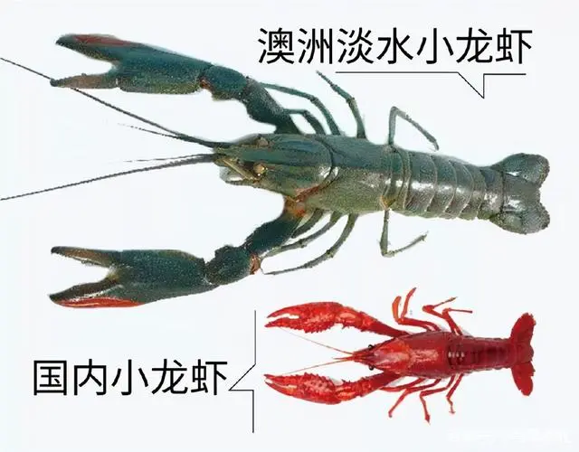 沙漠养殖项目_沙漠养殖致富视频_沙漠建设大型养殖场