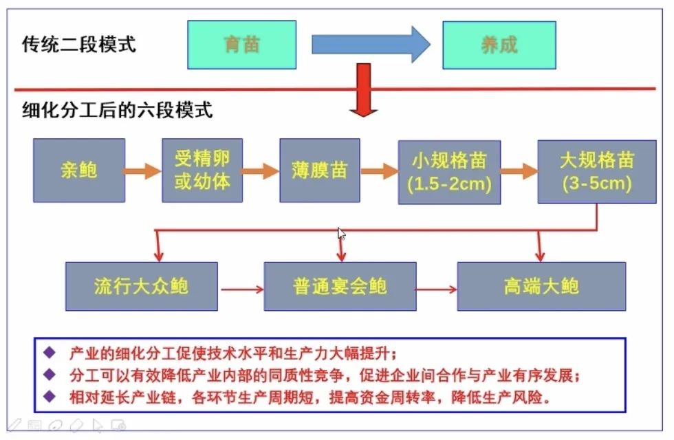 皱纹盘鲍养殖技术规范_皱纹盘鲍和杂色鲍的区别_皱纹盘鲍学名