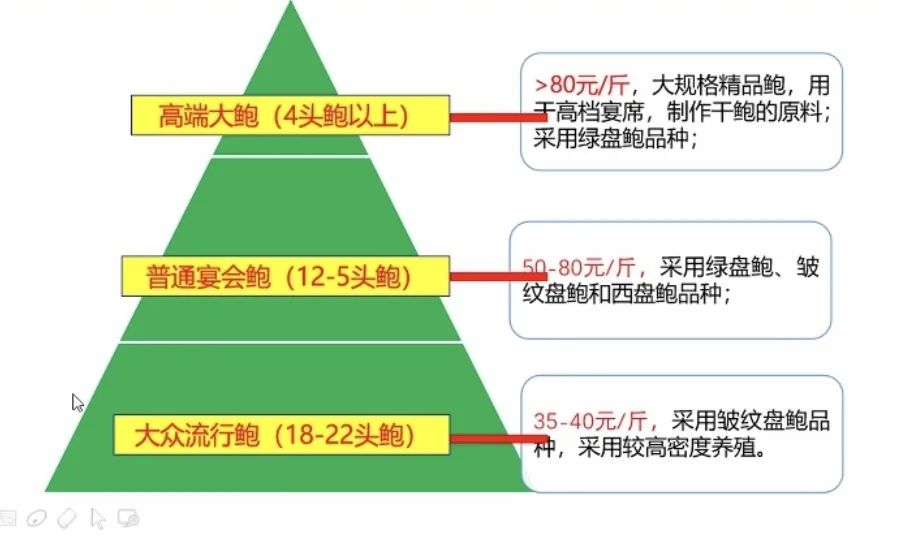 皱纹盘鲍养殖技术规范_皱纹盘鲍学名_皱纹盘鲍和杂色鲍的区别