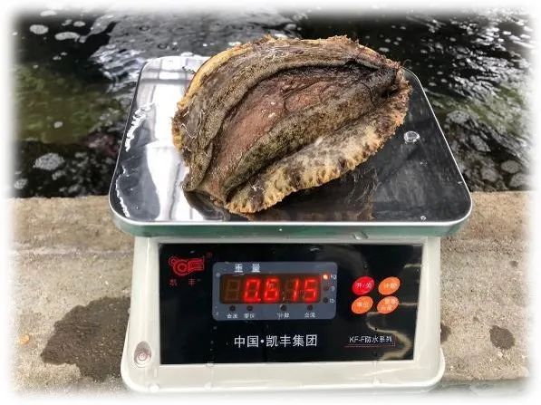 皱纹盘鲍养殖技术规范_皱纹盘鲍学名_皱纹盘鲍和杂色鲍的区别