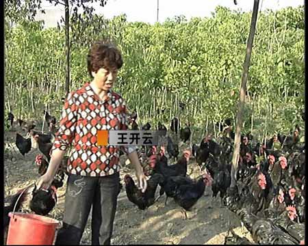 CCTV7-王开云养鸡:狼山鸡农庄里的财富玄机(2009.7.1)