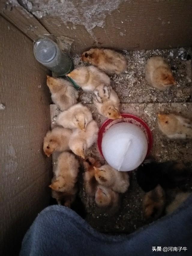 视频孵化养殖鱼苗技术教程_鱼苗孵化设备厂_鱼苗孵化养殖技术视频