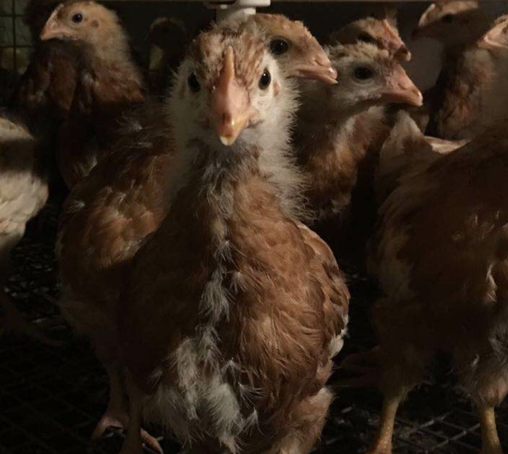 小鸡饲养技术_蛋鸡的小鸡养殖技术与管理_小鸡饲养管理技术