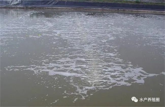 海水致富养殖宝典图片_海水养殖致富宝典_海水致富养殖宝典下载