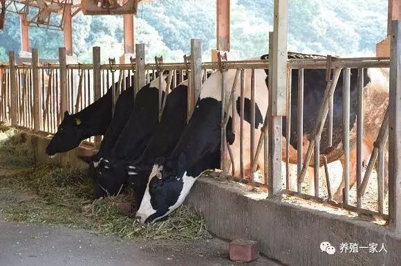 致富养殖牛育肥视频_养殖育肥牛致富_养牛育肥技术