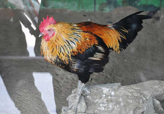 静原鸡