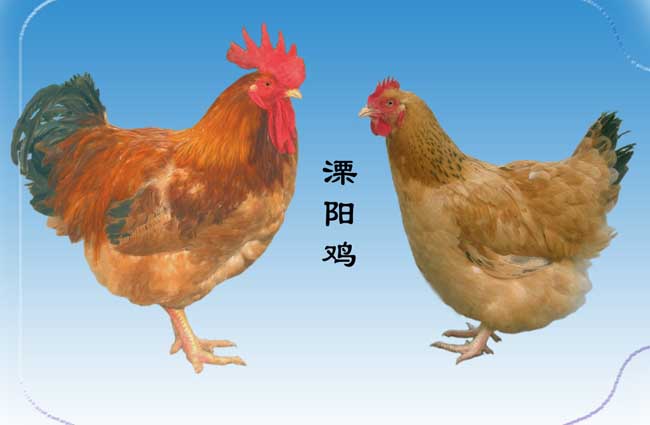 溧阳鸡