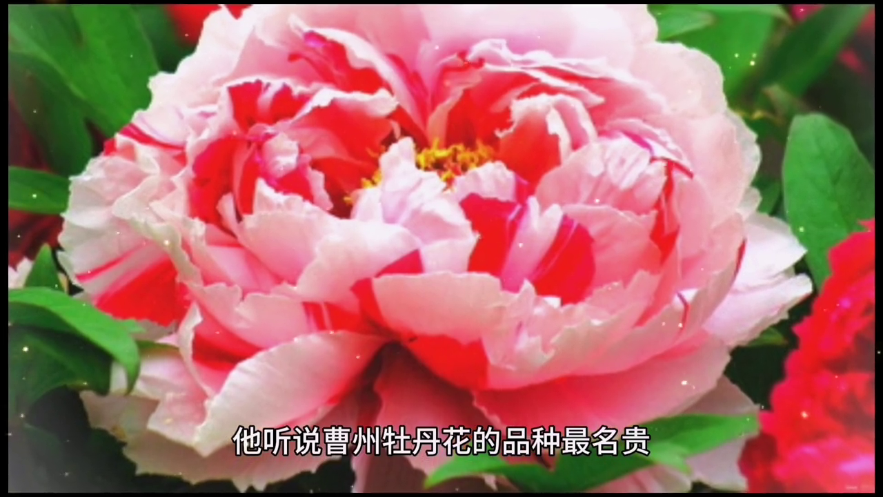 牡丹花仙#中视频伙伴计划