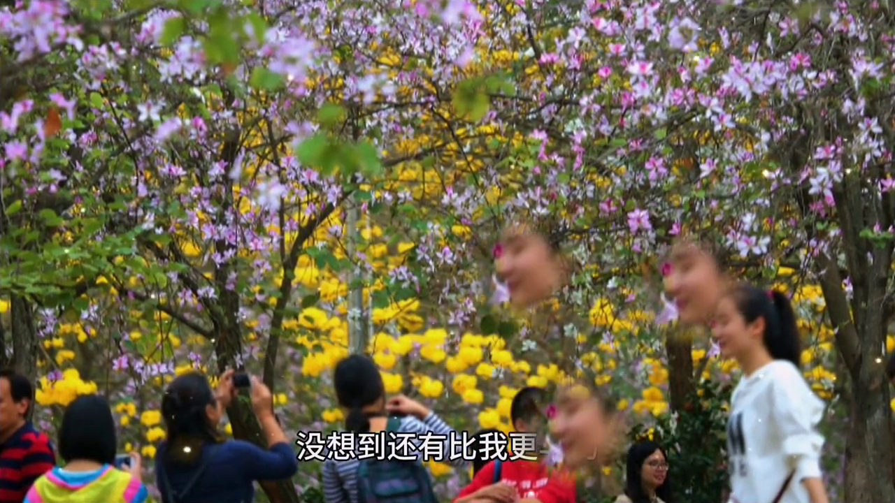 牡丹种子种植技术_牡丹种子种植视频_牡丹籽种植技术视频