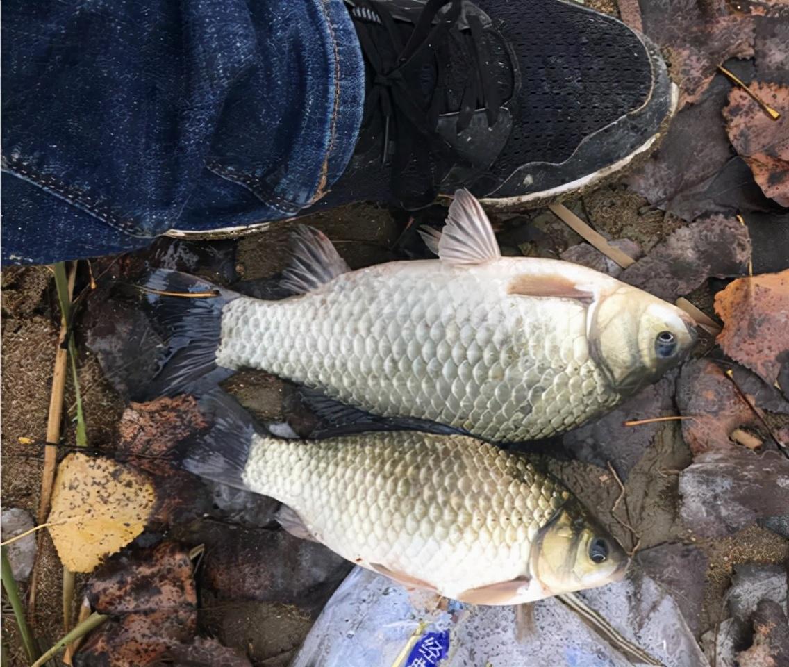 高密度淡水养鱼技术视频_淡水鱼高密度养殖技术_淡水高密度养殖的鱼品种