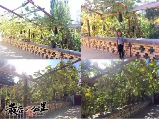 蜜蜂盘可以吃吗_购买蜜蜂养殖技术光盘_蜜蜂蜂盘有什么功效和作用